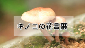 キノコ花言葉記事のアイッキャッチ画像
